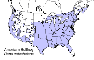 Bullfrog - New World Encyclopedia