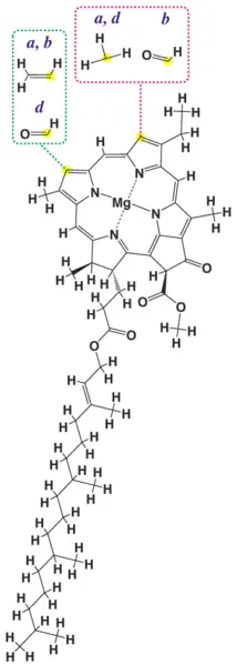 File:Chlorophyll structure.png
