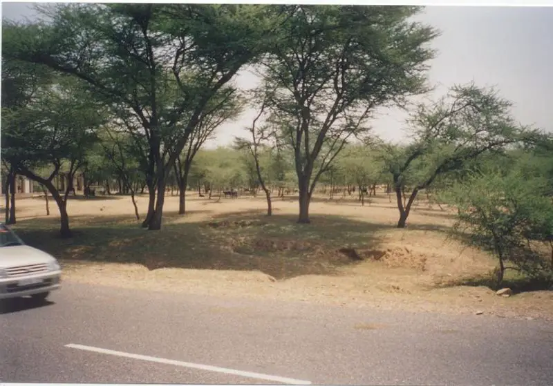 File:Greeningdesert1.jpg