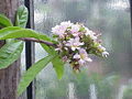 Thumbnail for version as of 15:12, 25 November 2007