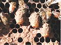 Thumbnail for version as of 13:29, 14 June 2007