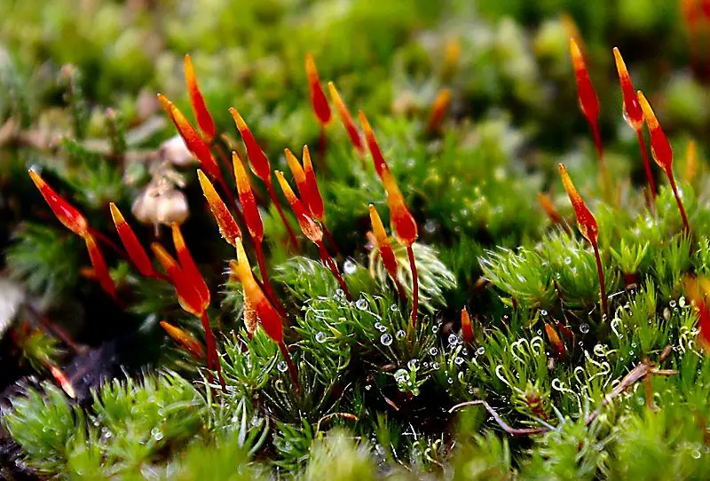 File:RedMoss.jpg