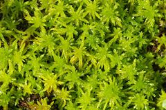 A clump of Sphagnum, peat moss