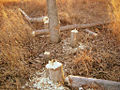 Thumbnail for version as of 22:50, 30 June 2006