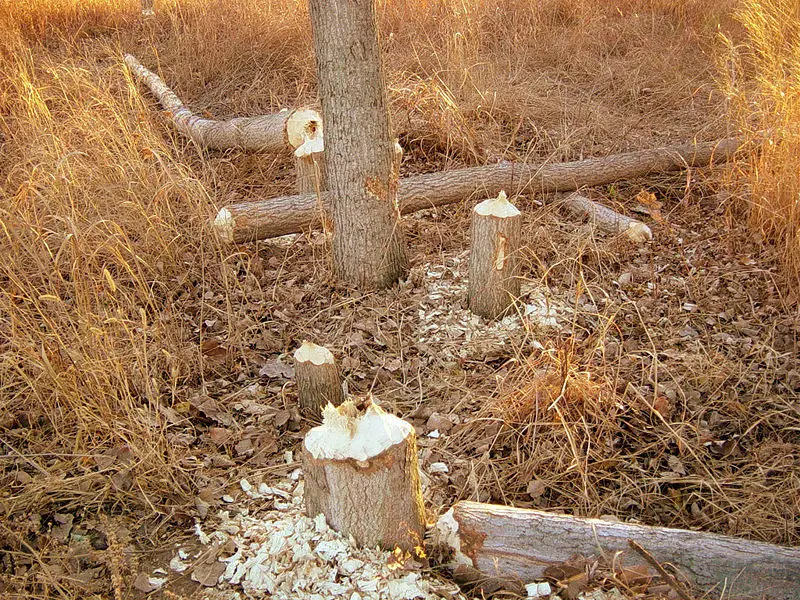 File:Beaver signs.JPG
