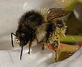 Thumbnail for version as of 01:24, 10 May 2007