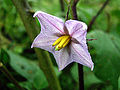 Thumbnail for version as of 07:31, 17 November 2007