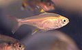 Thumbnail for version as of 23:33, 16 September 2007