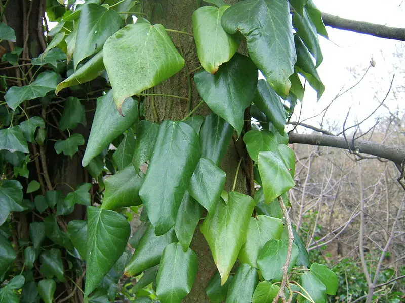 File:Hedera colchica1.jpg
