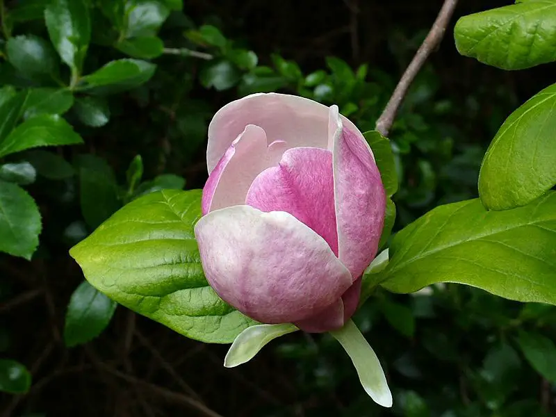 File:Magnolia blossom.jpg