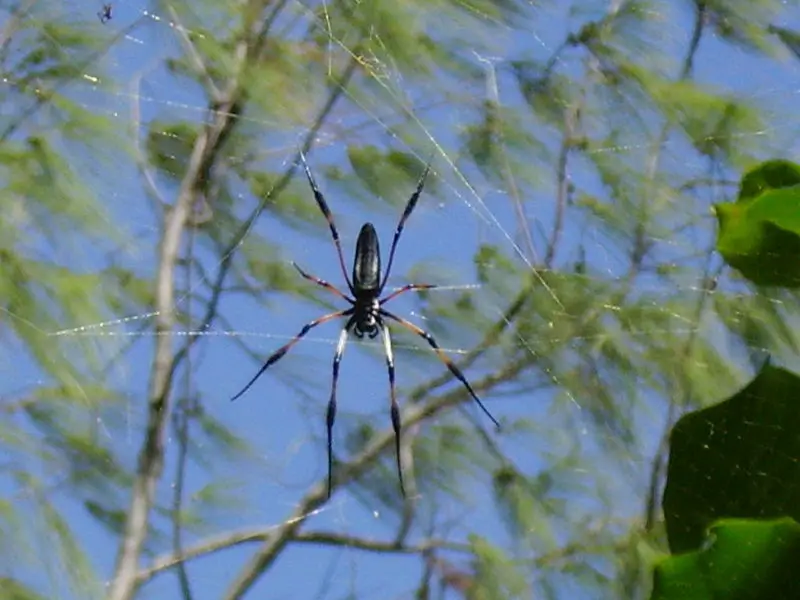 File:Palm spider.jpg