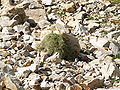 Thumbnail for version as of 01:56, 1 December 2008