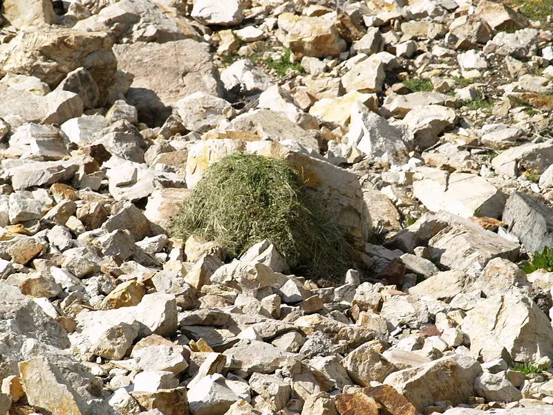 File:Pika pile.JPG