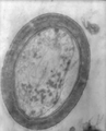 Thumbnail for version as of 02:38, 8 November 2007