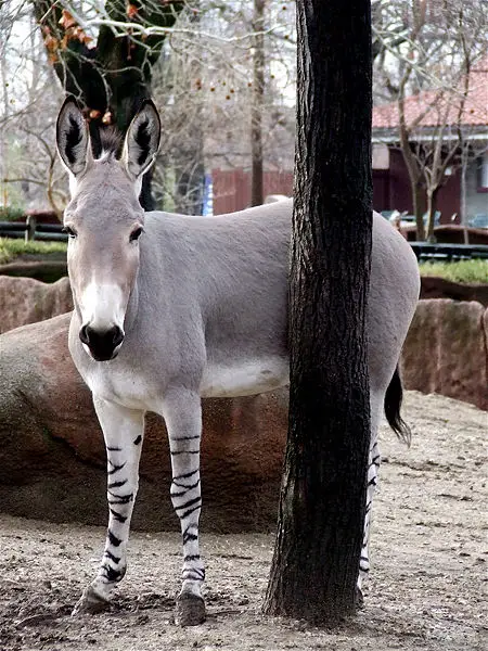 File:African wild Ass.jpg