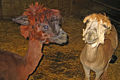 Thumbnail for version as of 00:55, 22 November 2008