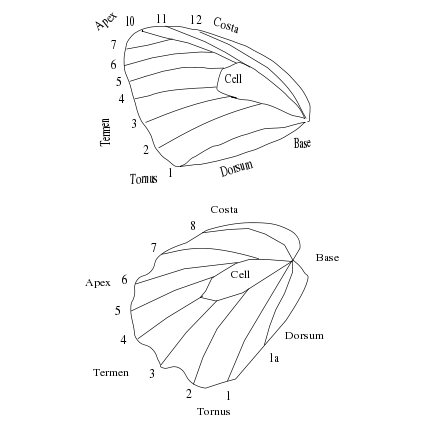 File:Butterfly wing terms.svg
