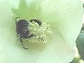 Thumbnail for version as of 17:41, 6 July 2006