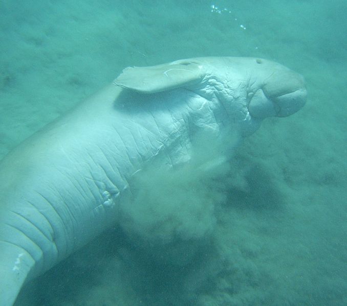 File:Dugong - underside.jpg
