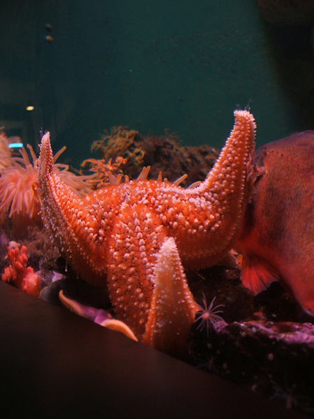 File:Henricia-sanguinolenta.jpg
