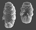 Thumbnail for version as of 17:18, 19 April 2008