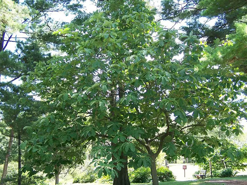 File:Magnolia hypoleuca.jpg