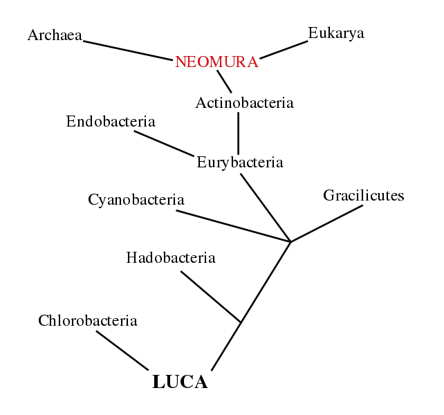 File:Neomuratree.svg