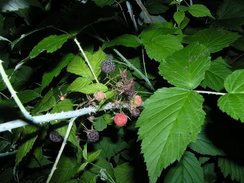File:Purple Raspberries.JPG