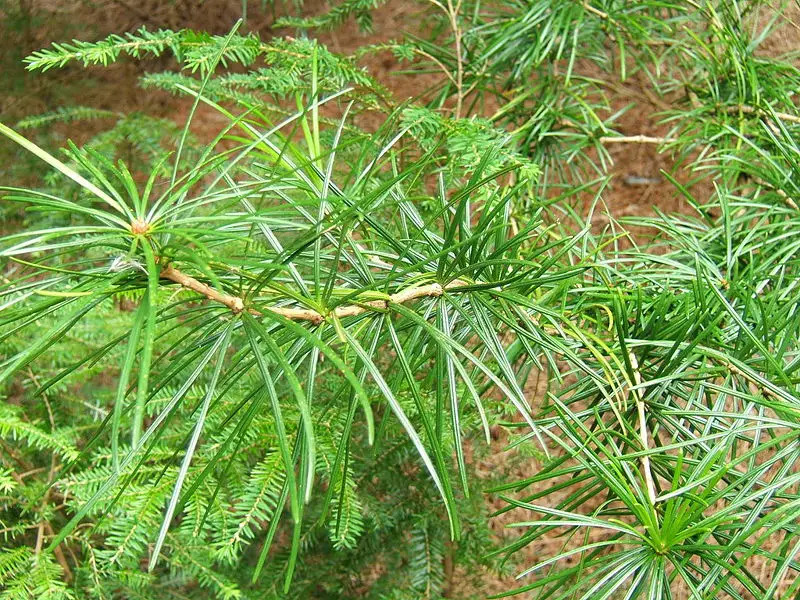 File:Sciadopitys verticillata1.jpg