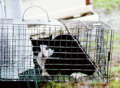 Thumbnail for version as of 12:00, 2 July 2006