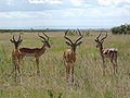 Thumbnail for version as of 23:19, 23 November 2008