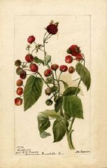 Raspberry - New World Encyclopedia