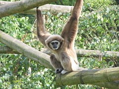 Lar Gibbon (Hylobates lar)