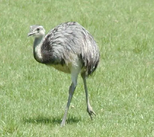 Rhea (bird) - New World Encyclopedia