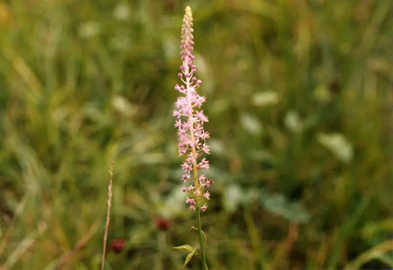 File:Flowers around Seoul 3.jpg