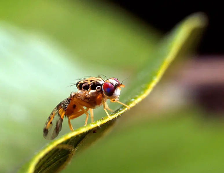 File:Medfly.jpg