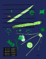 Thumbnail for version as of 15:03, 15 February 2009