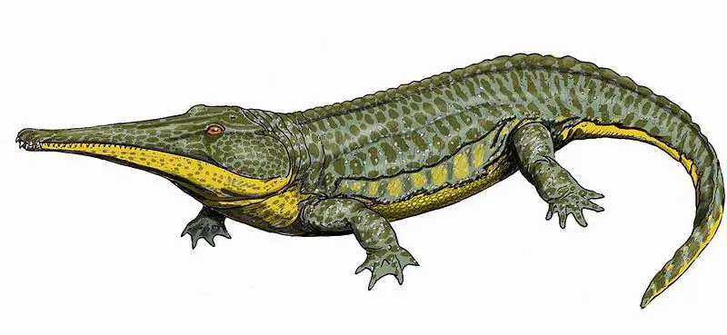 File:Platyoposaurus12DB.jpg