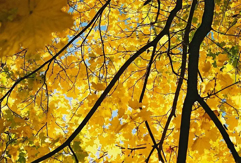 File:Yellow-maple.jpg