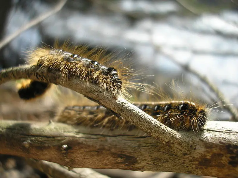 File:Easterntentcaterpillars.jpg