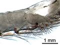 Thumbnail for version as of 00:00, 6 April 2007