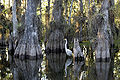 Thumbnail for version as of 03:13, 21 December 2007
