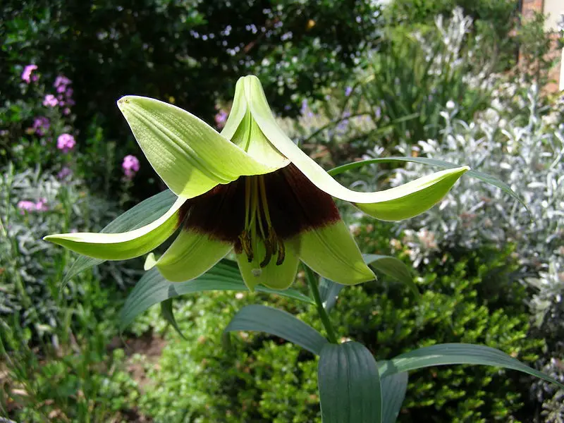 File:Lilium nepalense (flower).jpg