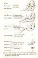Thumbnail for version as of 17:47, 26 January 2009