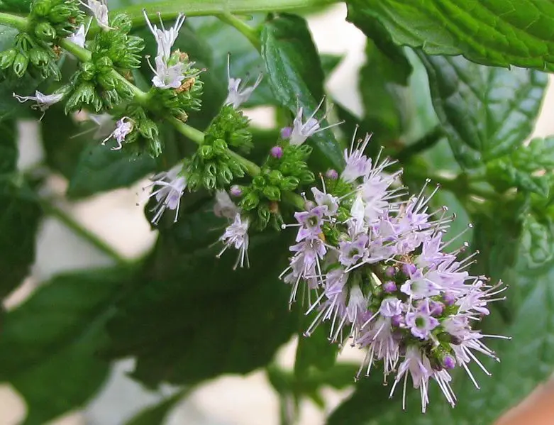 File:Flowers of the spearmint.JPG