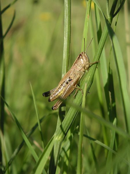 File:Grasshopper Devon 2004.jpg
