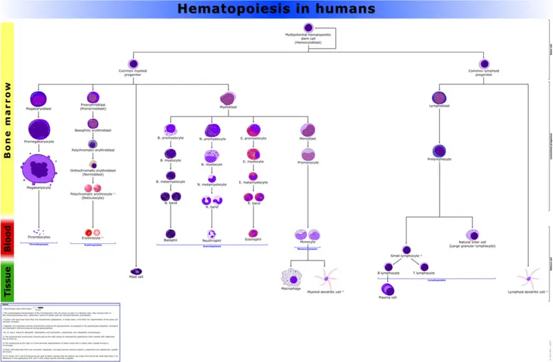 File:Hematopoiesis (human) diagram.png