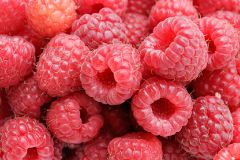 Raspberry - New World Encyclopedia