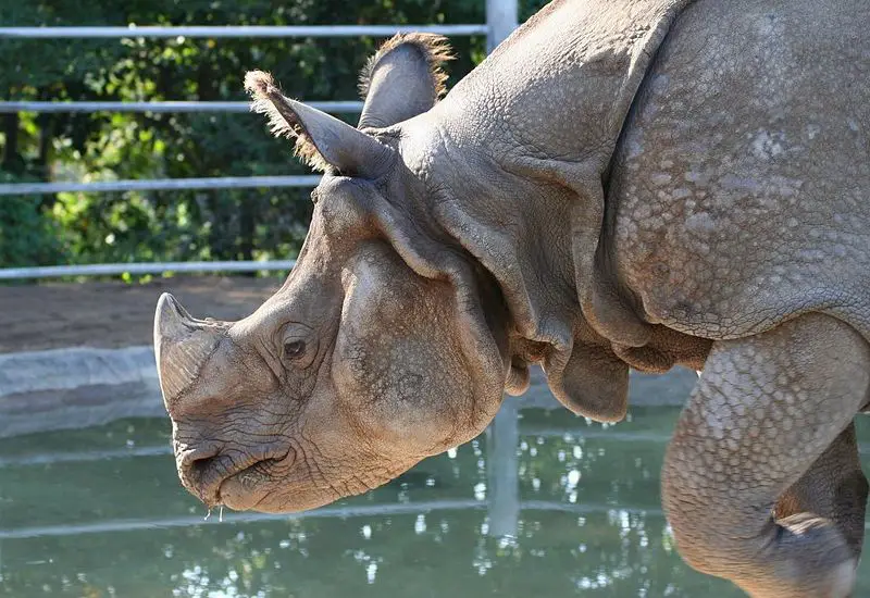 File:RhinoAtSDZ.jpg