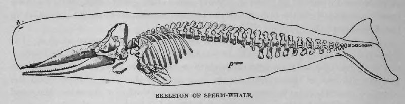 File:SpermWhaleLyd3.jpg